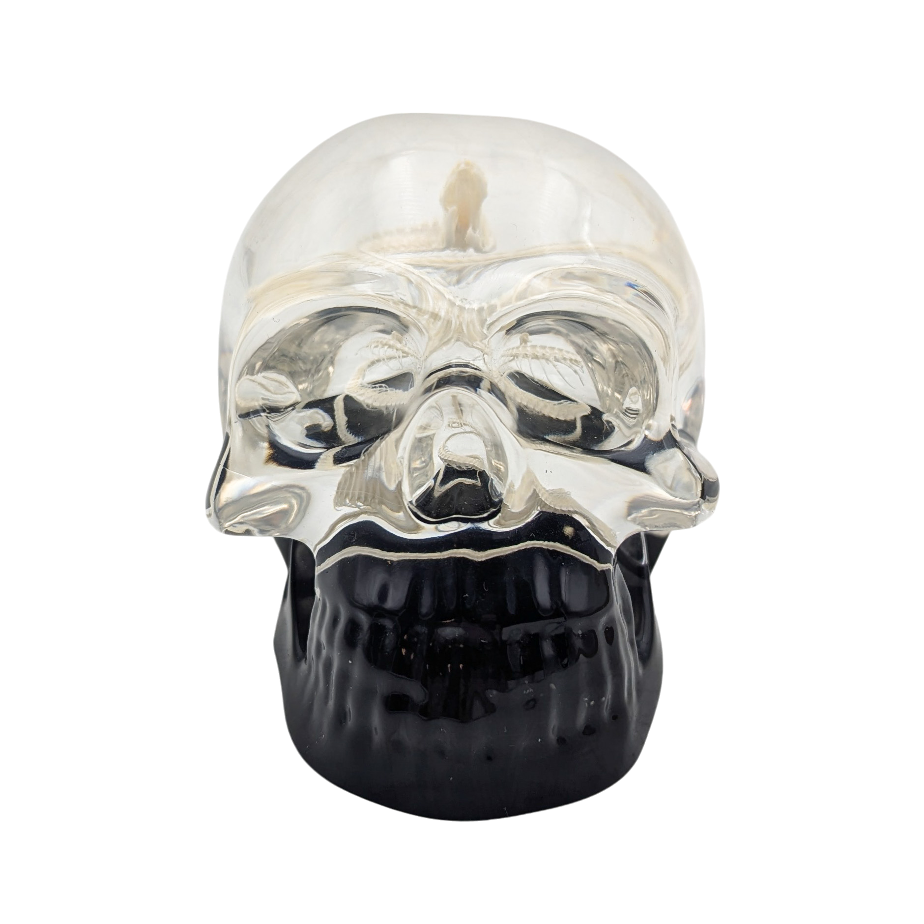 Real Snake Skeleton in Resin Skull