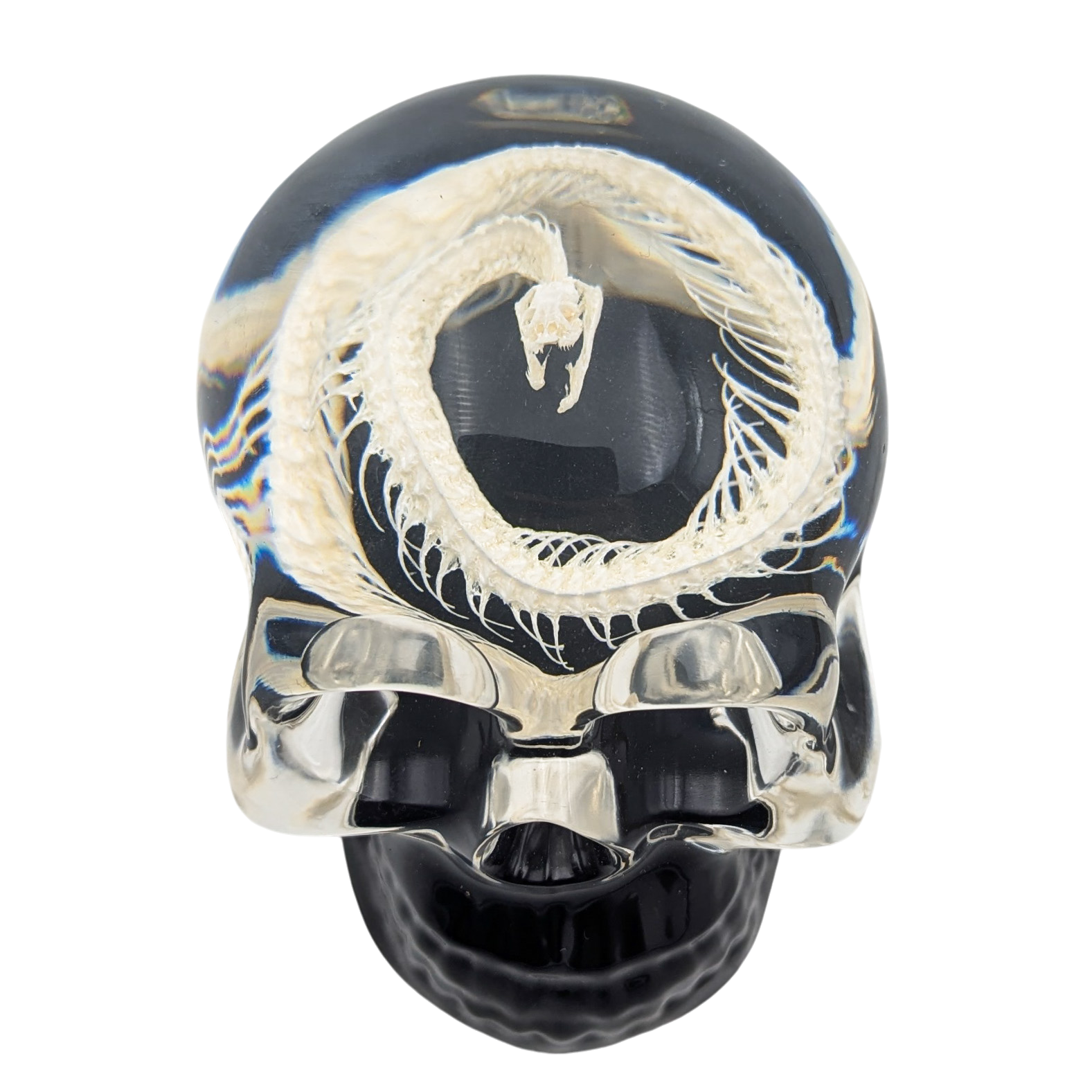 Real Snake Skeleton in Resin Skull