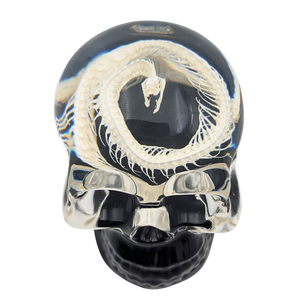 Real Snake Skeleton in Resin Skull