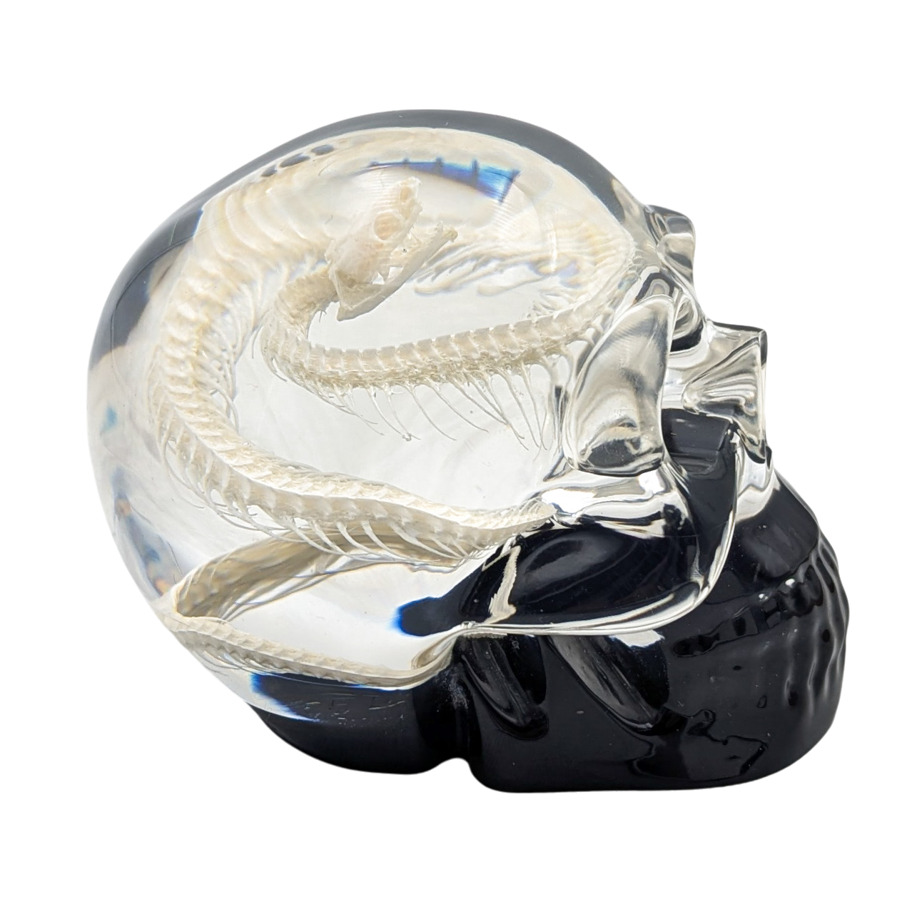 Real Snake Skeleton in Resin Skull