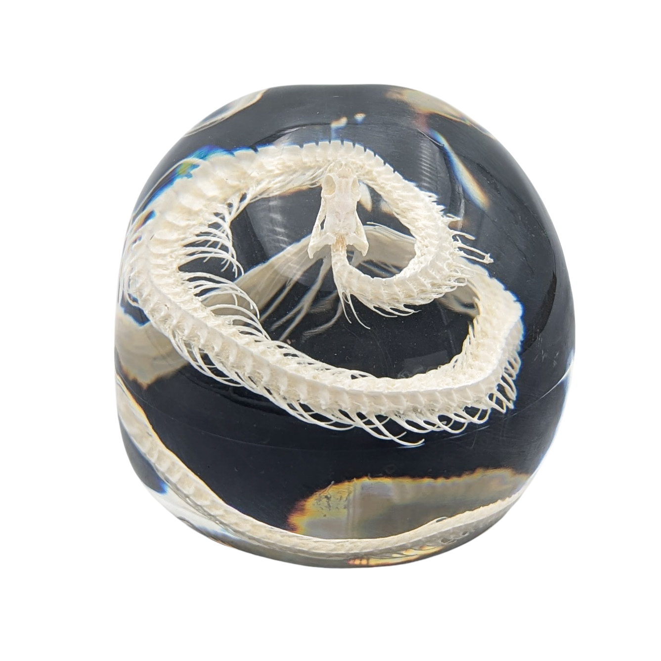 Real Snake Skeleton in Resin Skull