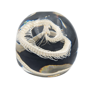 Real Snake Skeleton in Resin Skull