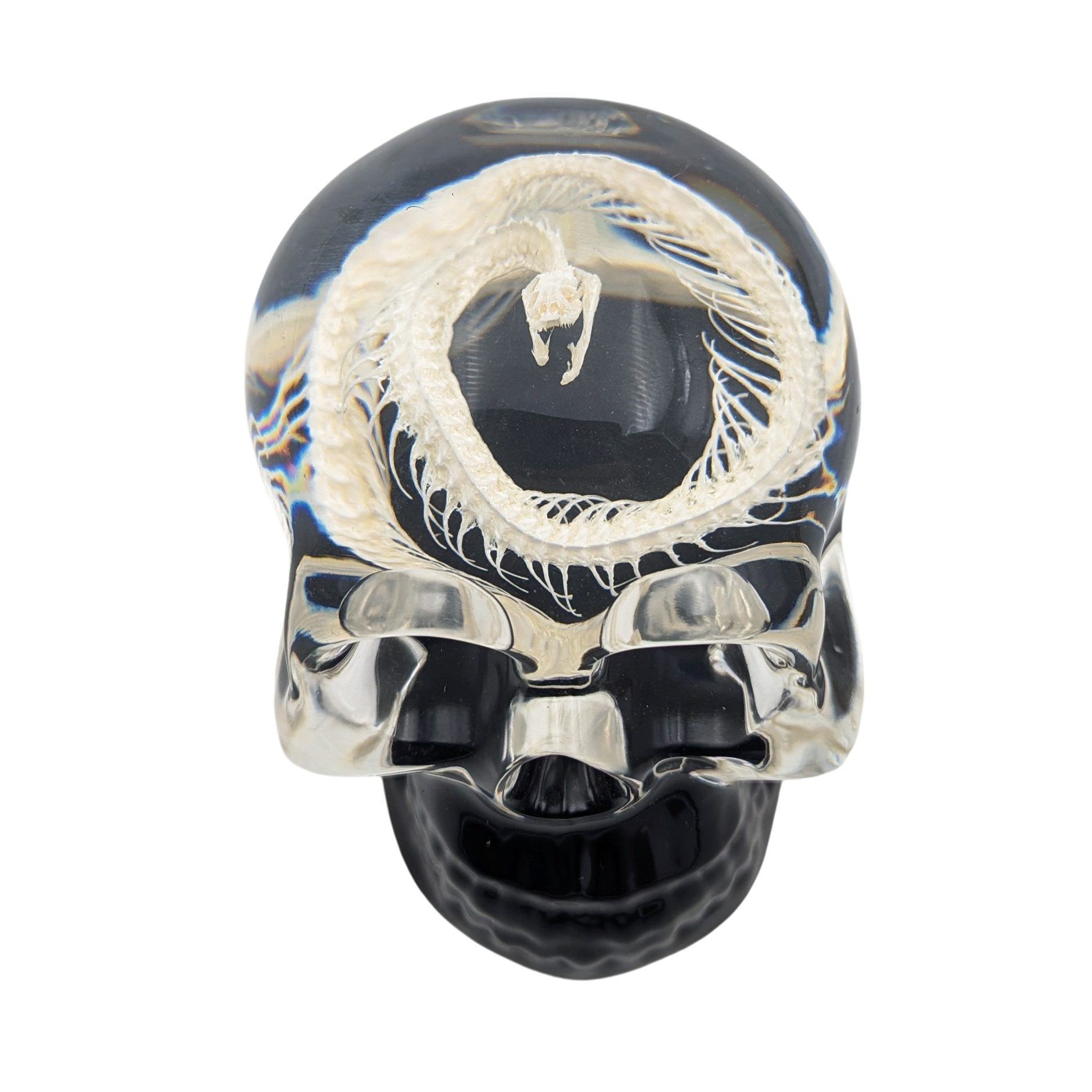 Real Snake Skeleton in Resin Skull