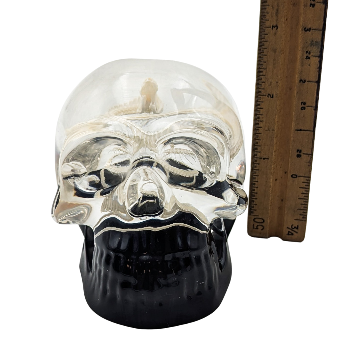 Real Snake Skeleton in Resin Skull