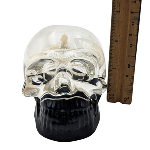 Real Snake Skeleton in Resin Skull