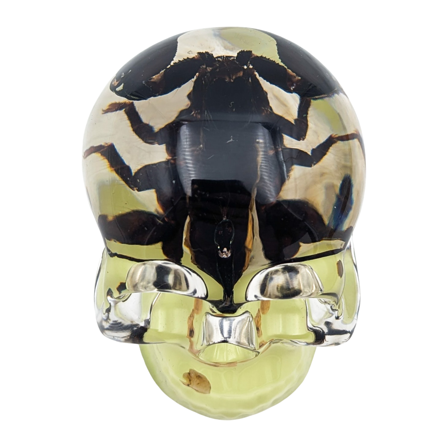 Real Scorpion in Resin Skull