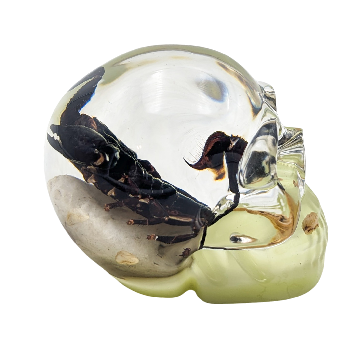 Real Scorpion in Resin Skull