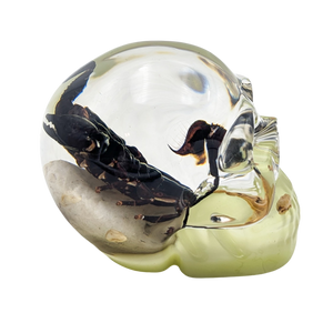 Real Scorpion in Resin Skull