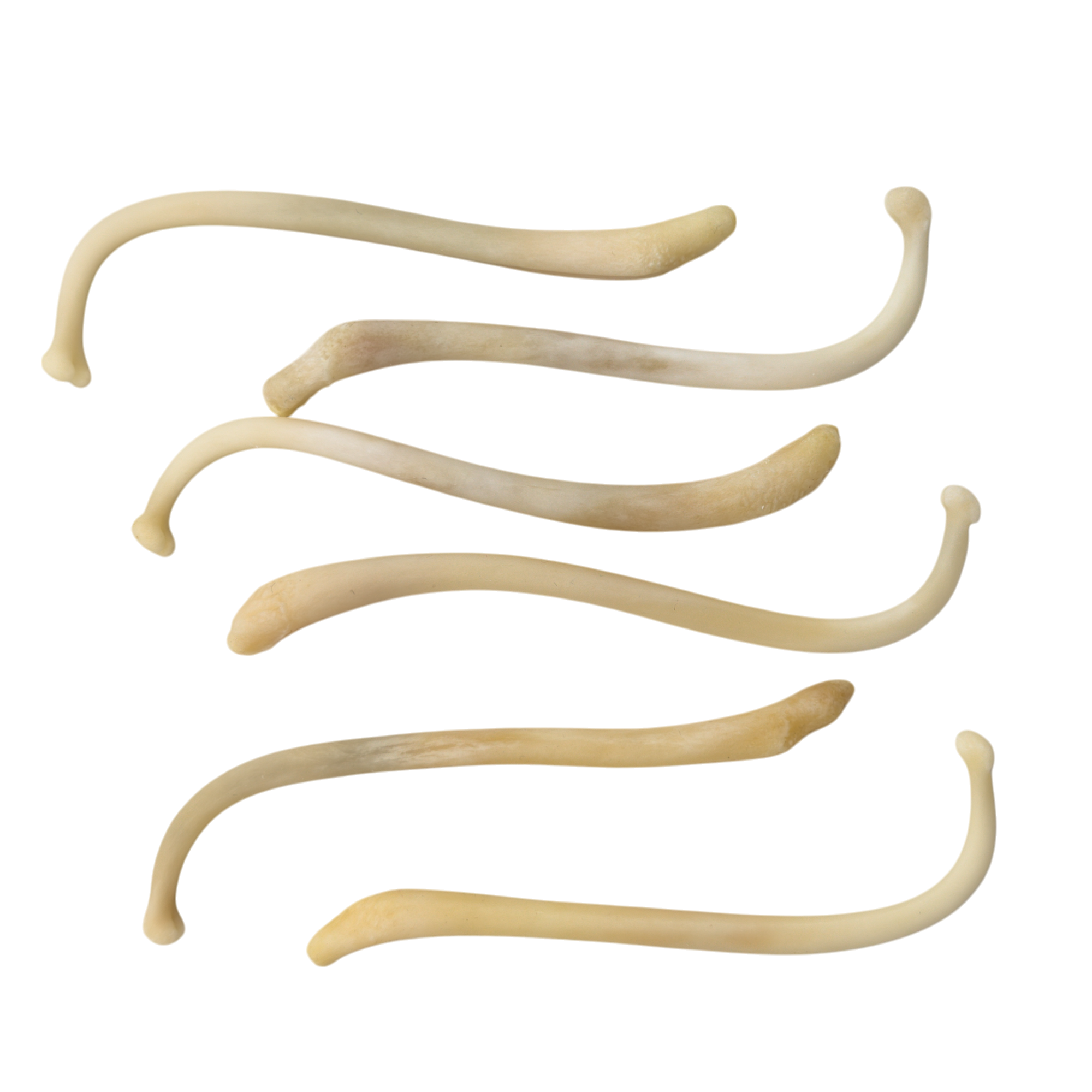 Raccoon Baculum (Penis Bone)