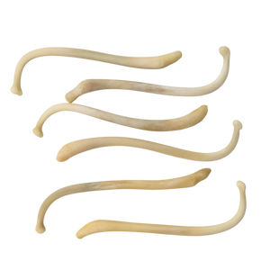 Raccoon Baculum (Penis Bone)