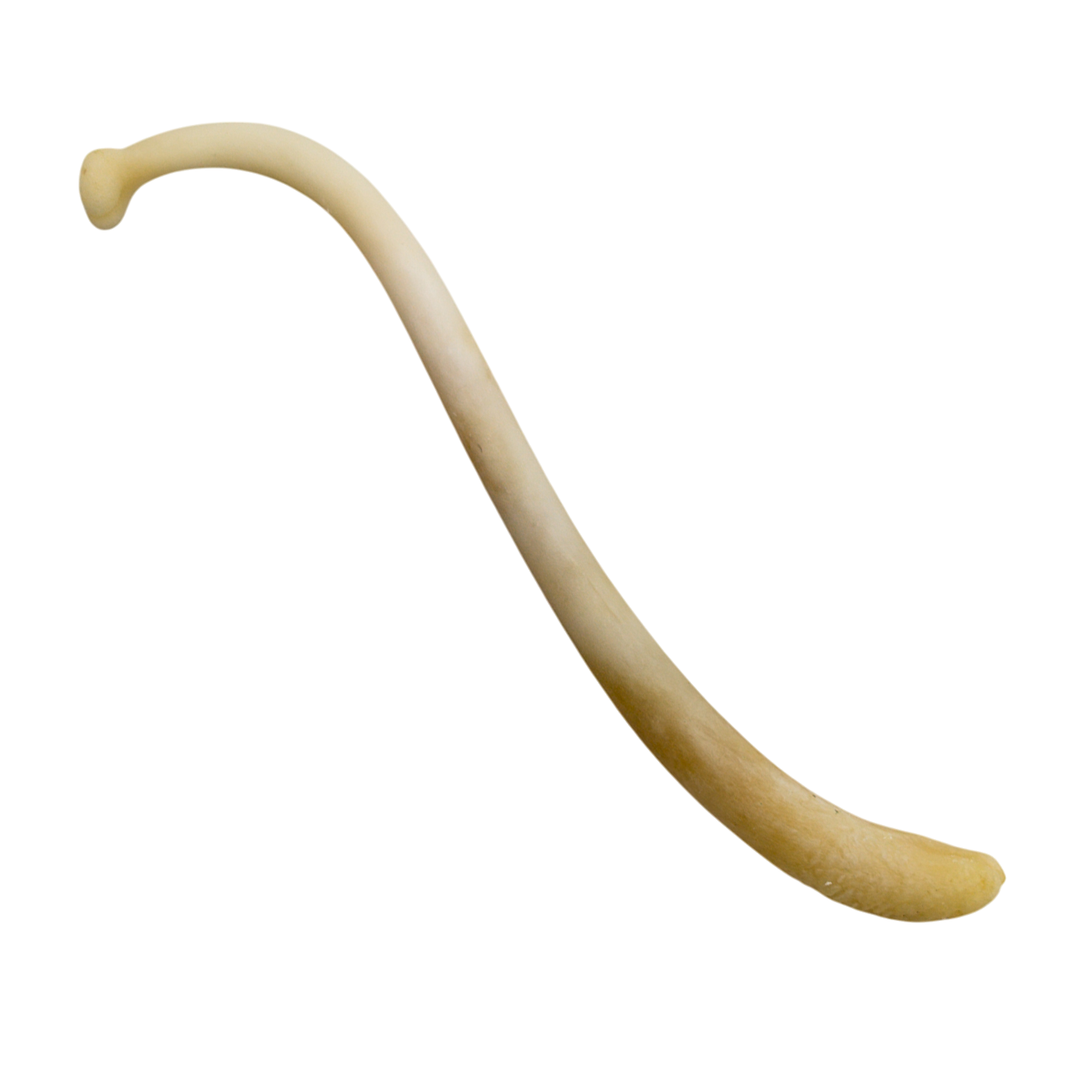 Raccoon Baculum (Penis Bone)