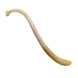 Raccoon Baculum (Penis Bone)