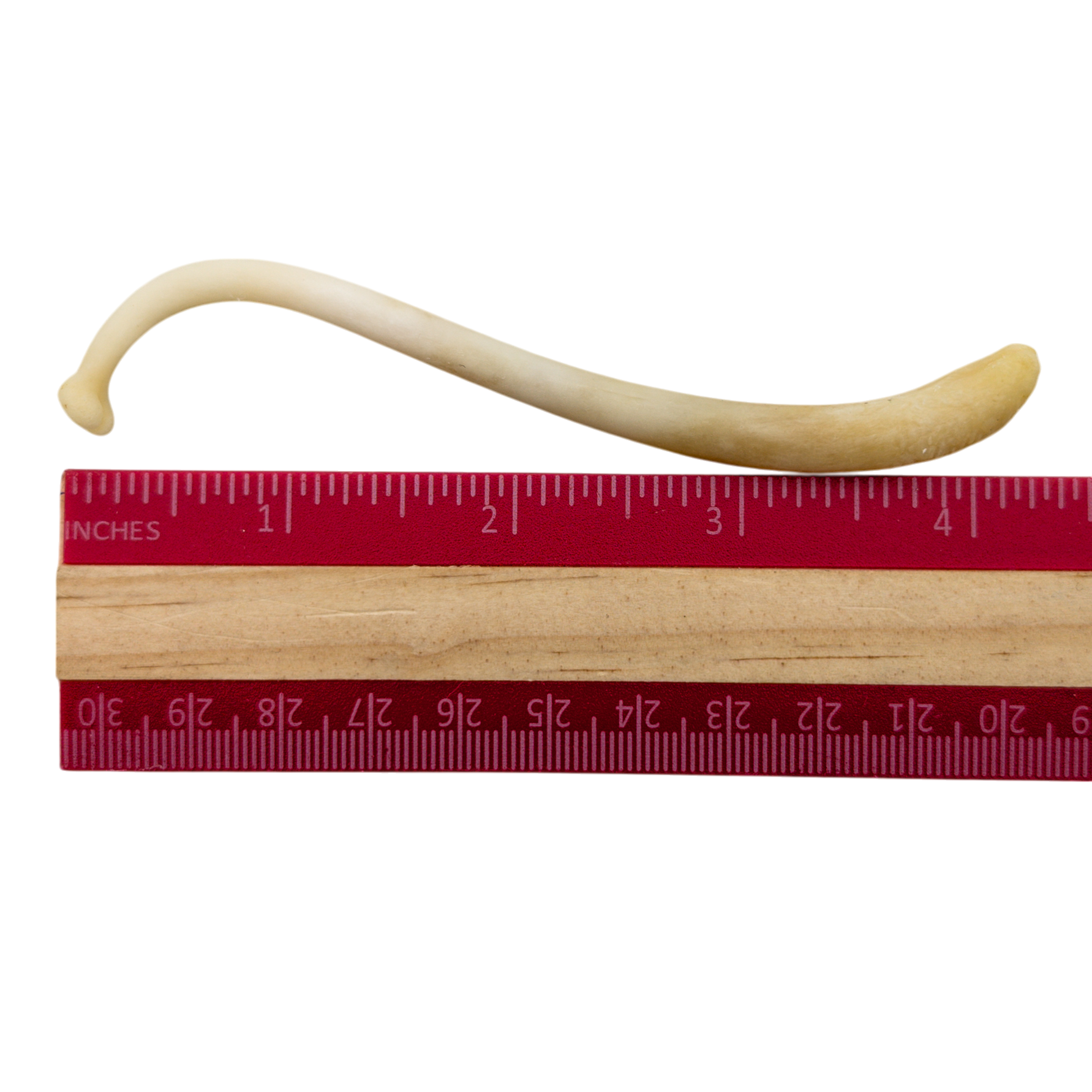 Raccoon Baculum (Penis Bone)