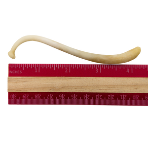 Raccoon Baculum (Penis Bone)