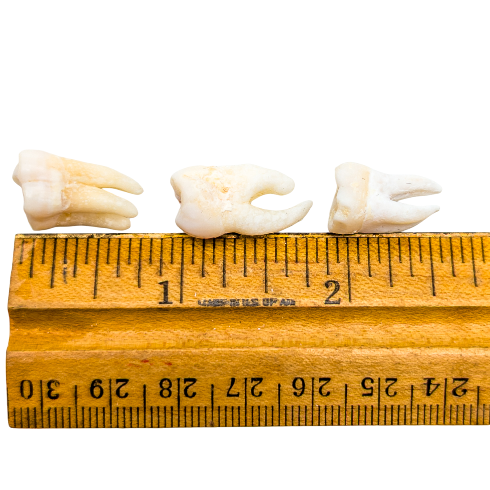 Real Human Tooth