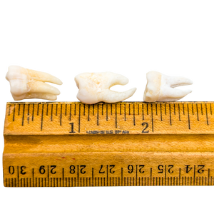 Real Human Tooth