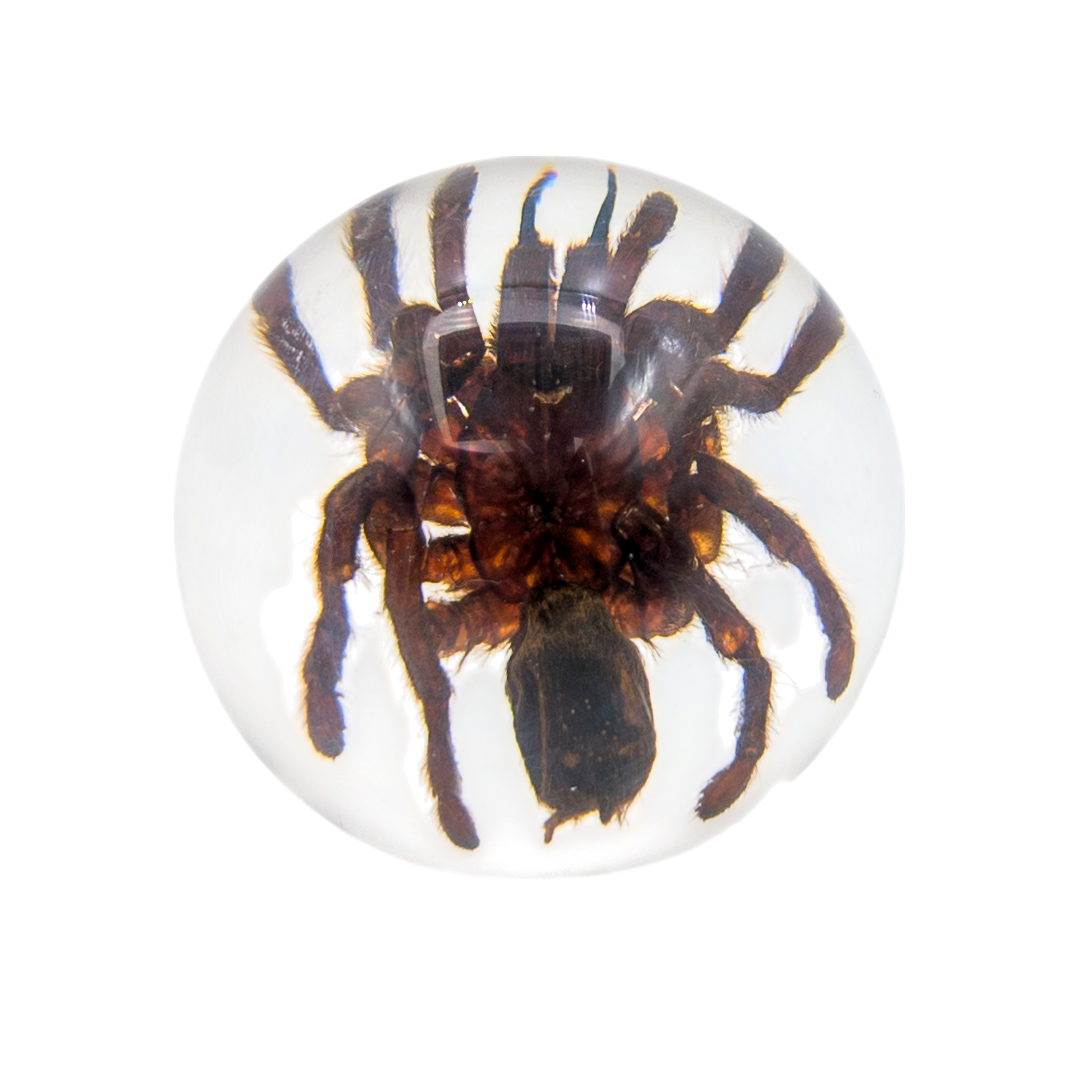 Real Tarantula Resin Sphere