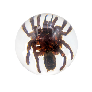Real Tarantula Resin Sphere