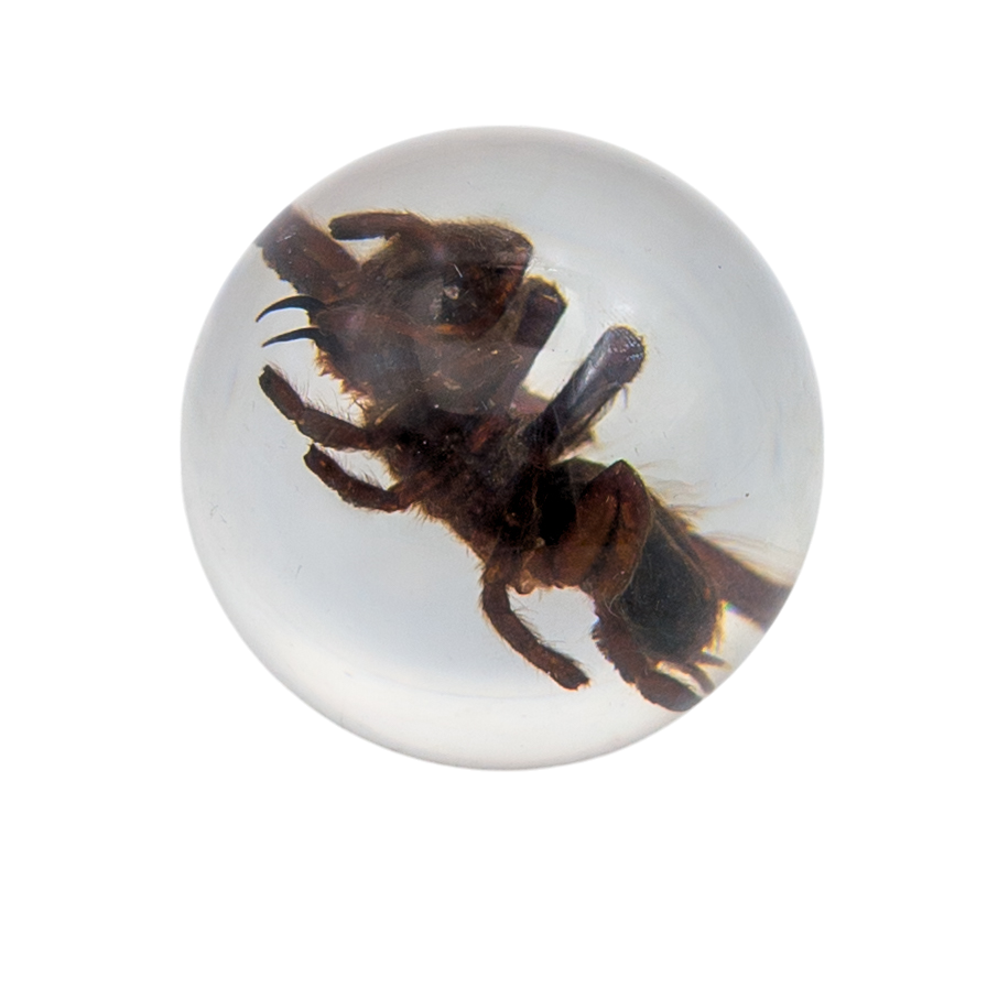 Real Tarantula Resin Sphere