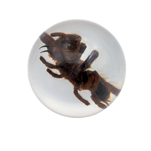 Real Tarantula Resin Sphere