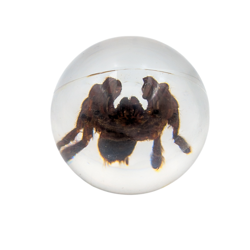 Real Tarantula Resin Sphere