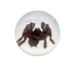 Real Tarantula Resin Sphere
