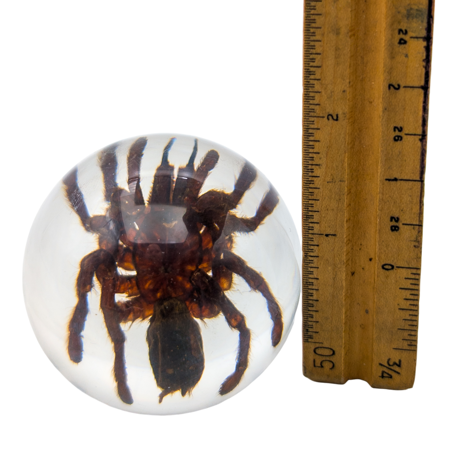Real Tarantula Resin Sphere
