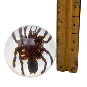 Real Tarantula Resin Sphere