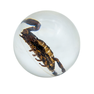 Real Black Scorpion Resin Sphere