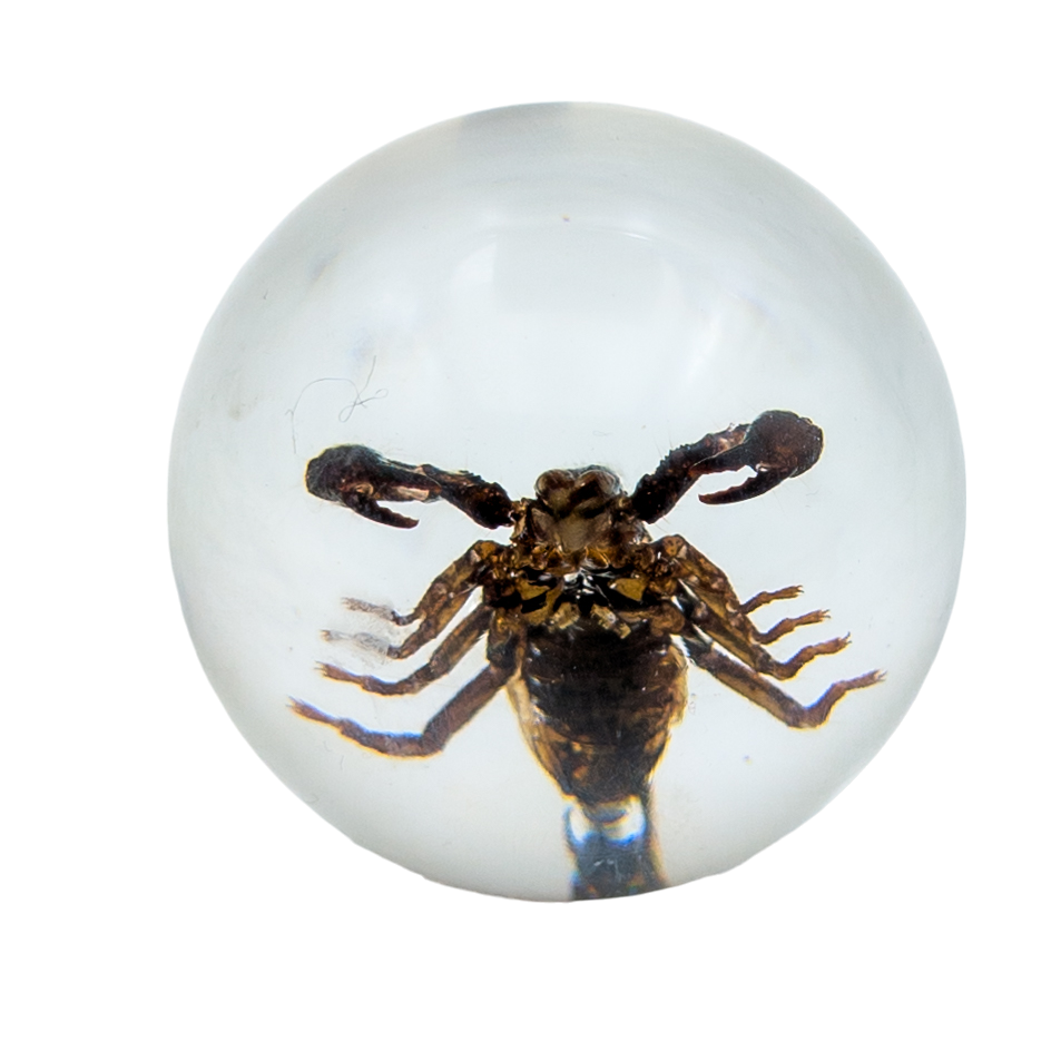 Real Black Scorpion Resin Sphere