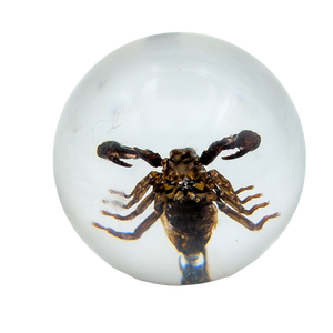 Real Black Scorpion Resin Sphere