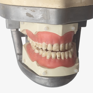 Vintage Dental Phantom Dentistry Mannequin