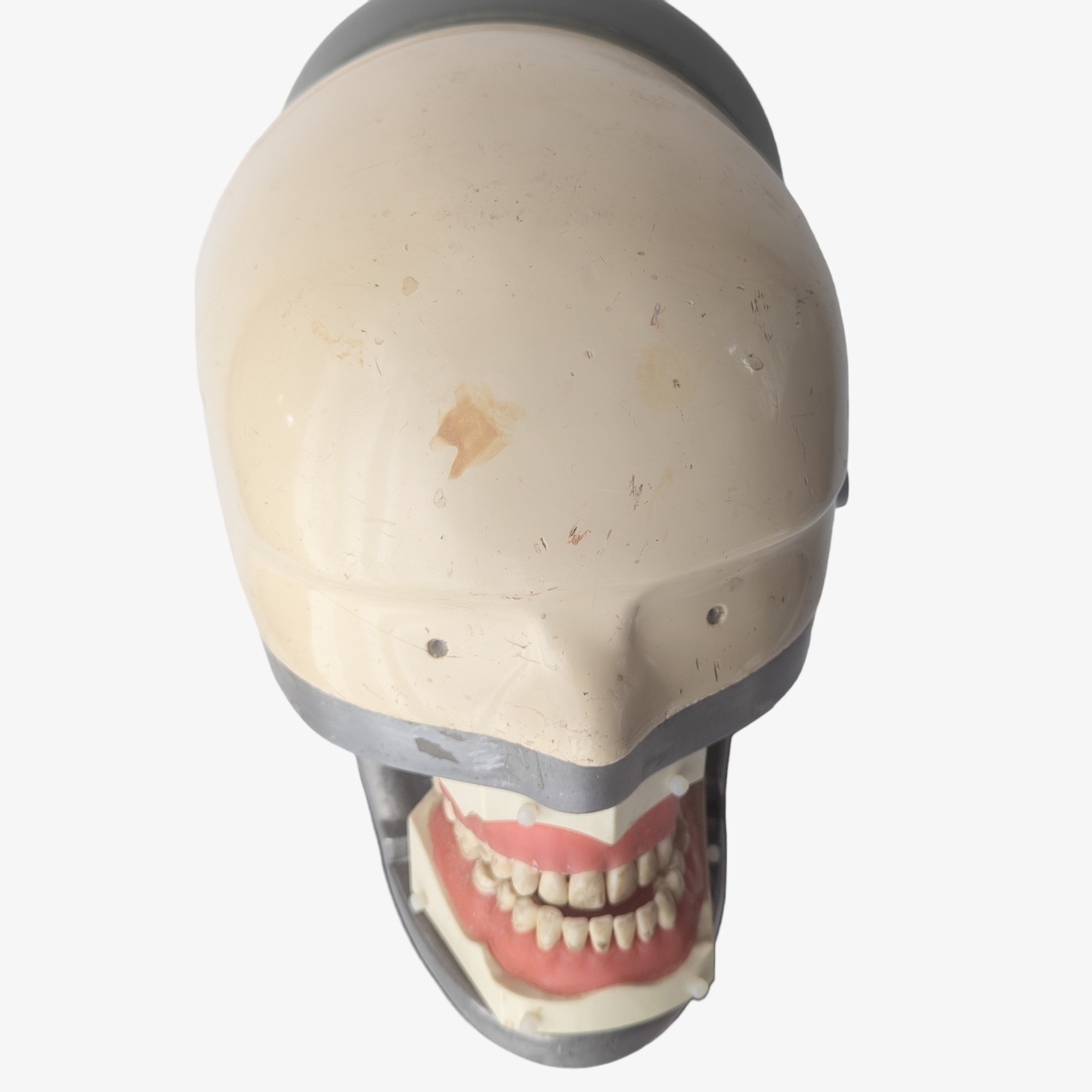 Vintage Dental Phantom Dentistry Mannequin