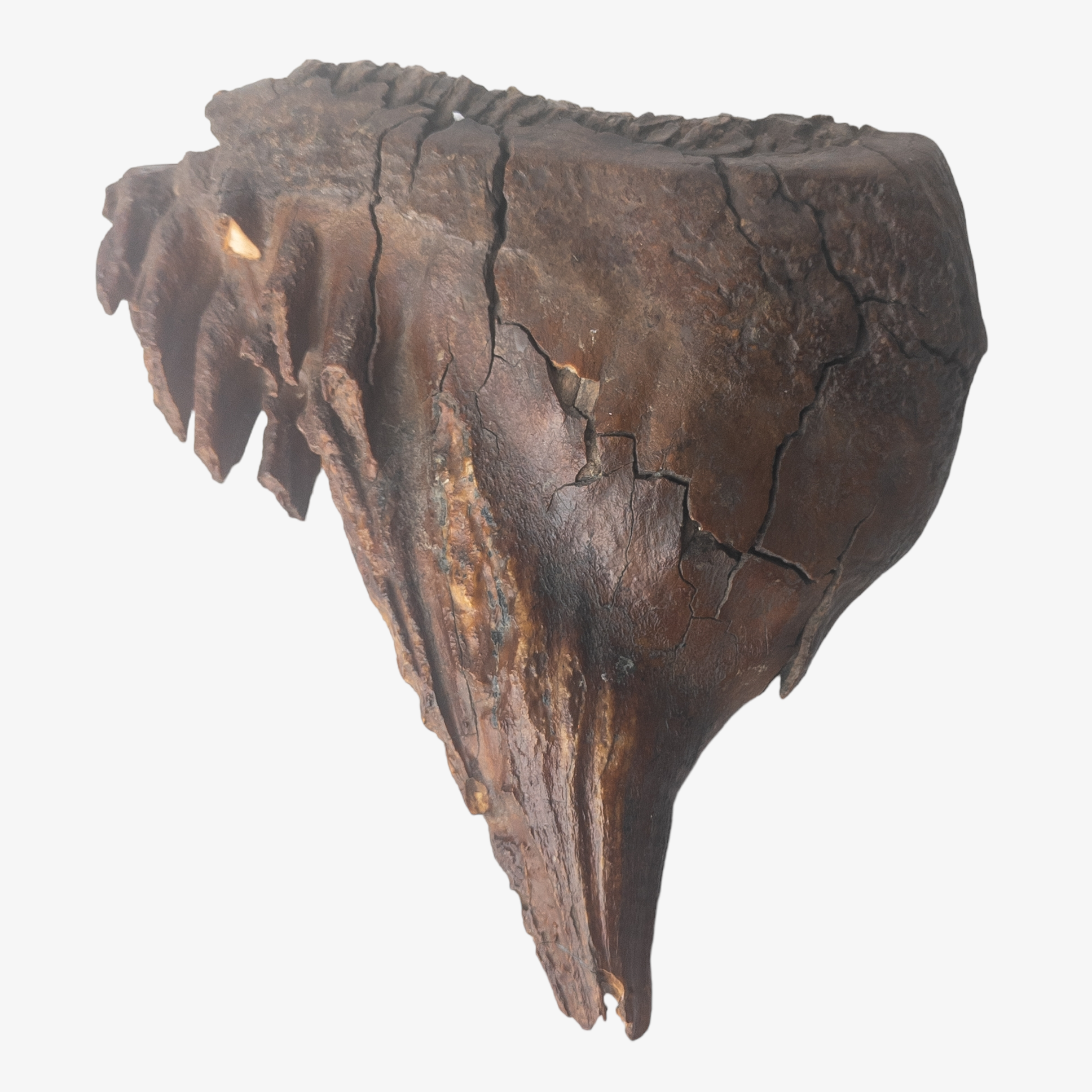 Genuine Fossil Woolly Mammoth Molar