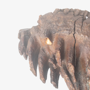 Genuine Fossil Woolly Mammoth Molar
