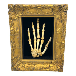 Articulated Human Hand Bones Shadow Box