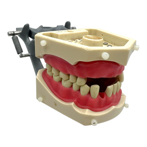 Vintage Typodont Dentist Study Model