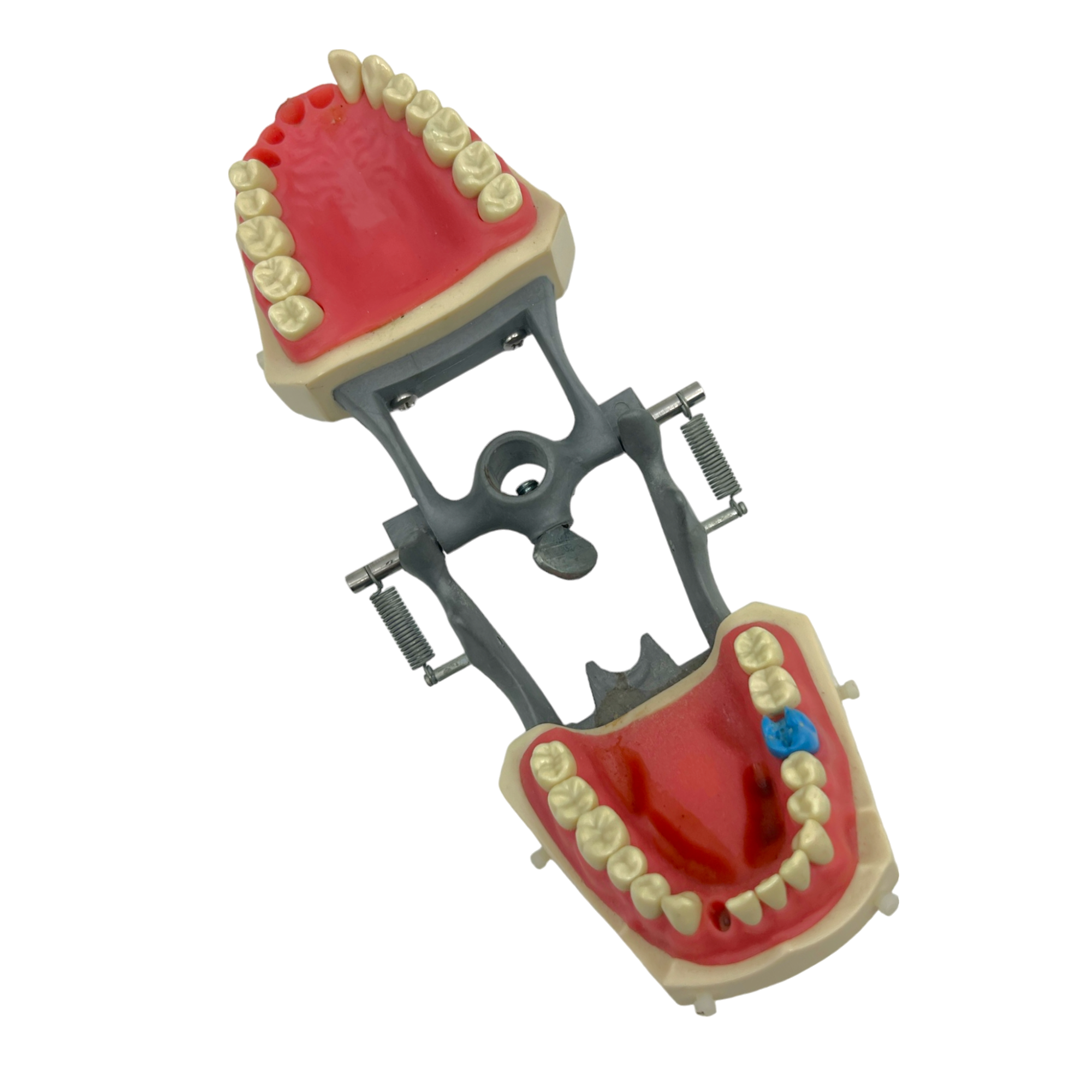 Vintage Typodont Dentist Study Model
