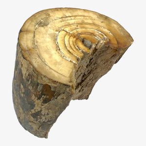 Fossil Woolly Mammoth Tusk 4.25" Segment