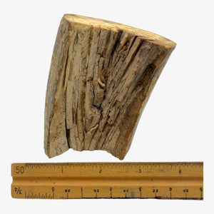 Fossil Woolly Mammoth Tusk 4.25" Segment