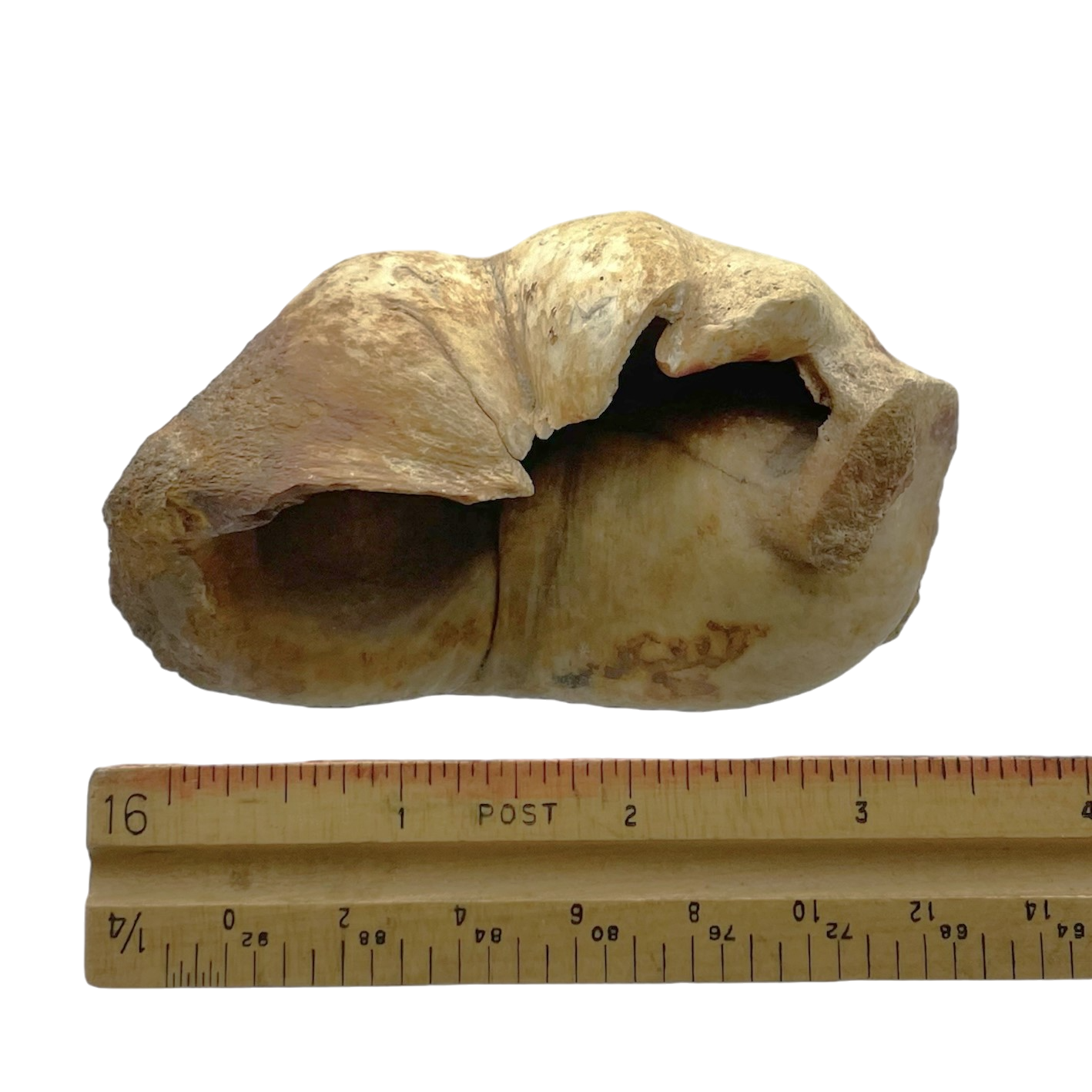 Fossilized Whale Middle Ear Bone (Tympanic Bulla)