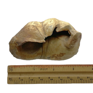 Fossilized Whale Middle Ear Bone (Tympanic Bulla)