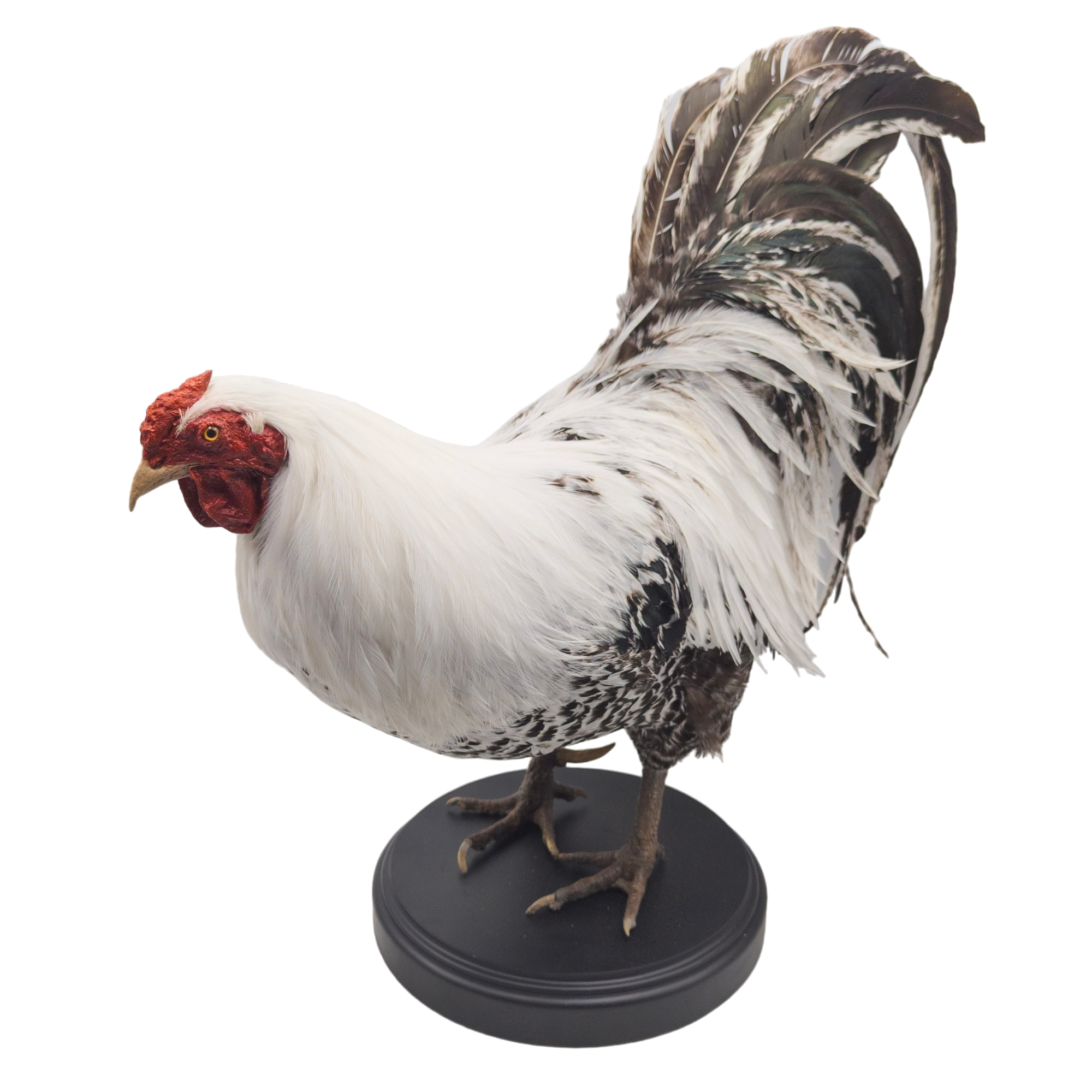 Taxidermy Rooster