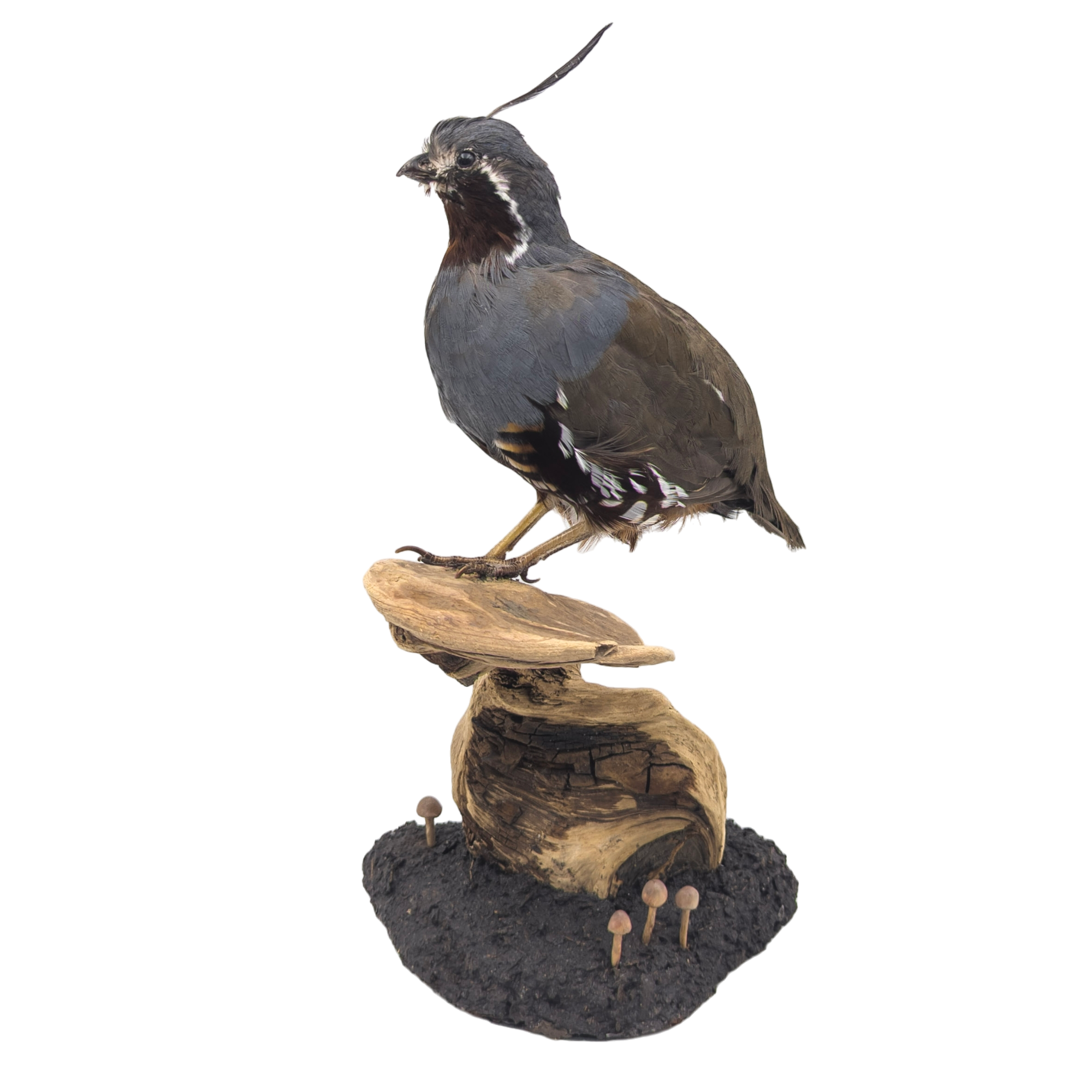 Taxidermy Mountain Quail