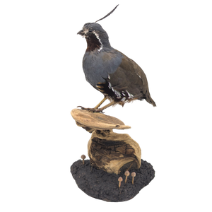 Taxidermy Mountain Quail