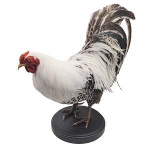 Taxidermy Rooster