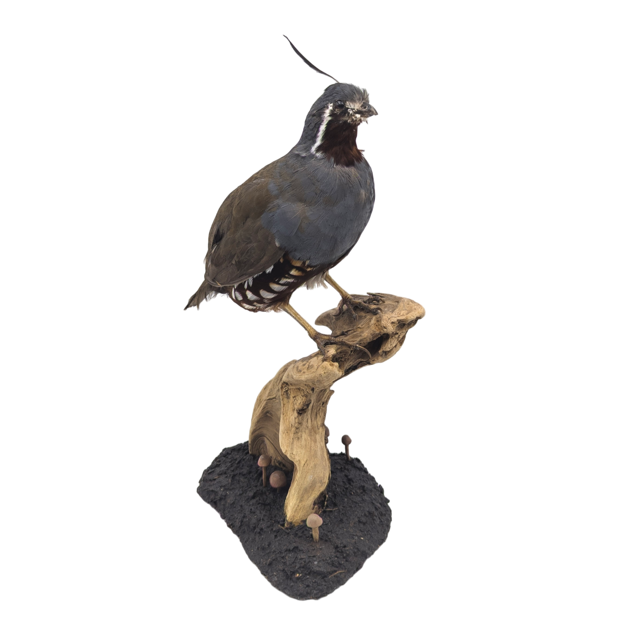 Taxidermy Mountain Quail