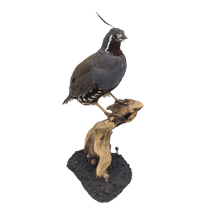 Taxidermy Mountain Quail