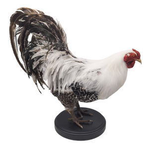 Taxidermy Rooster