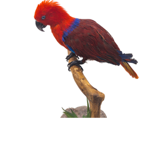 Taxidermy Eclectus Parrot